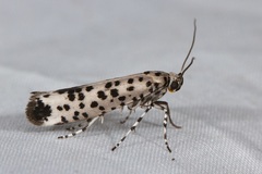 Yponomeuta pustulellus