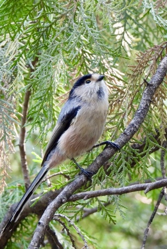 Silver-throated Tit