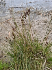 Juncus compressus