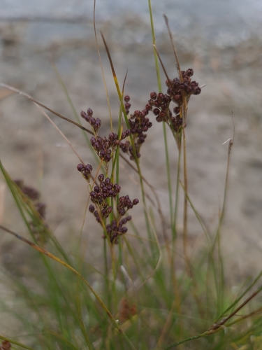 Juncus compressus, photograph 2