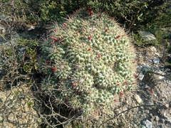 Mammillaria compressa compressa