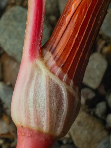 Persicaria lapathifolia, photograph 6