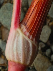 Persicaria lapathifolia, photograph (c) Alex Abair, some rights reserved (CC BY)