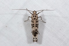 Yponomeuta pustulellus