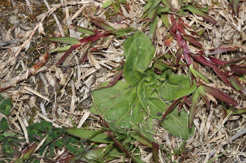 Axonopus fissifolius observed 2026-09-20