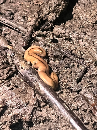 Wandering Broadhead Planarian