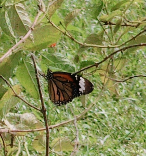 Common Tiger Butterfly