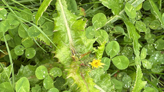 Sonchus asper, photograph author not stated, no rights reserved