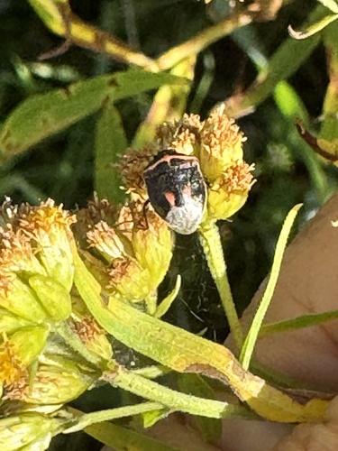 Twice-stabbed Stink Bug