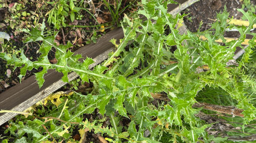 Sonchus asper, photograph 3