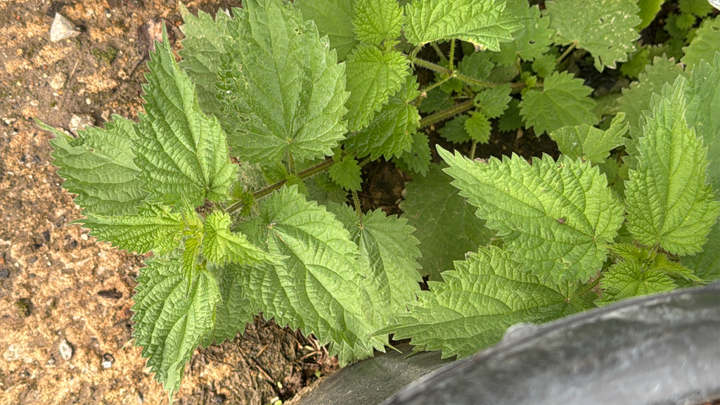 Urtica dioica; photograph author not stated, no rights reserved