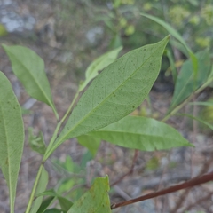 Dodonaea triquetra