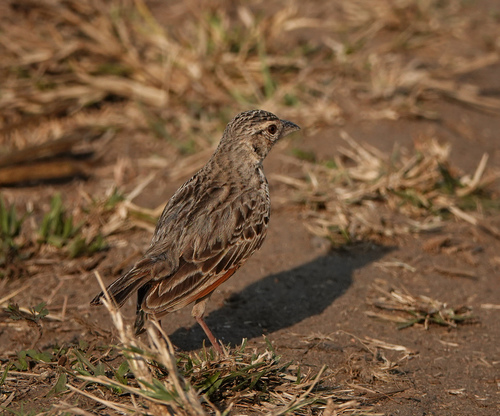 Bengal Bush Lark (Plocealauda assamica), photo 7