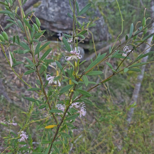 Dodonaea triquetra, photograph 1