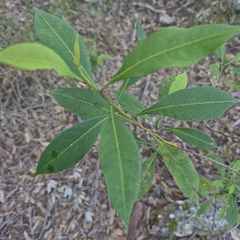 Dodonaea triquetra, photograph (c) ronavery, some rights reserved (CC BY)