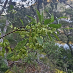 Dodonaea triquetra, photograph (c) ronavery, some rights reserved (CC BY)