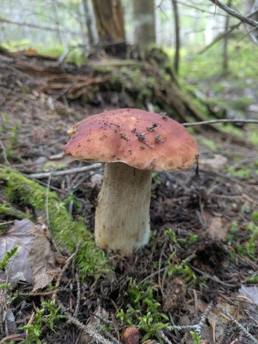King Bolete