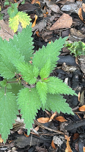 Urtica dioica, photograph 4