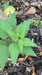 author not stated, no rights reserved Urtica dioica, photograph author not stated, no rights reserved