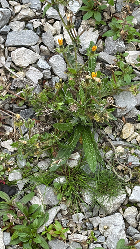 Helminthotheca echioides, photograph 2
