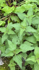 author not stated, no rights reserved Urtica dioica, photograph author not stated, no rights reserved