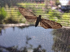 Eupithecia abbreviata