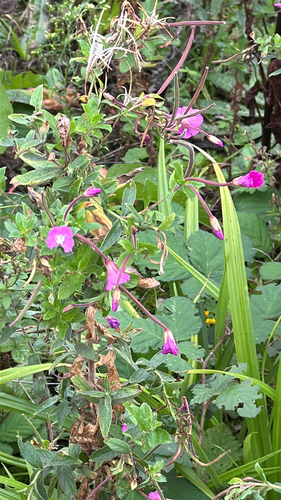 Epilobium hirsutum, photograph 6