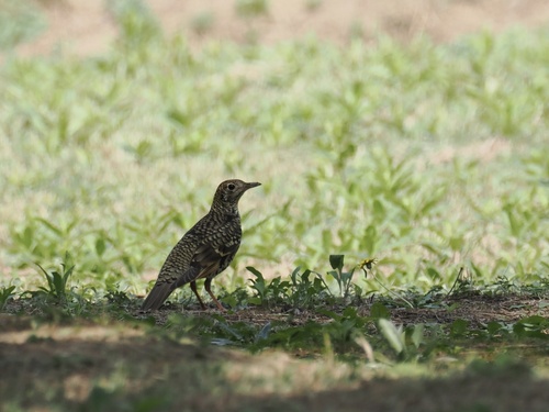 White's Thrush