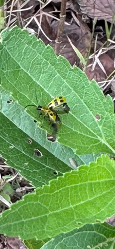 Spotted Cucumber Beetle