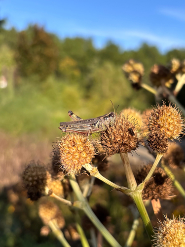 Red-legged Grasshopper
