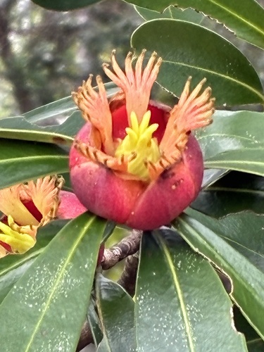 Montrouziera sphaeroidea observed 2026-09-26
