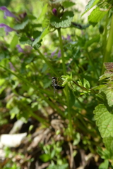 Syrphidae