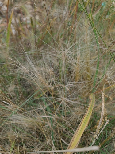 Hordeum jubatum, photograph 1