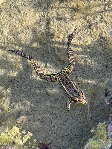 Northern Leopard Frog