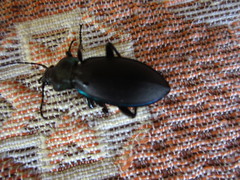 Carabus purpurascens