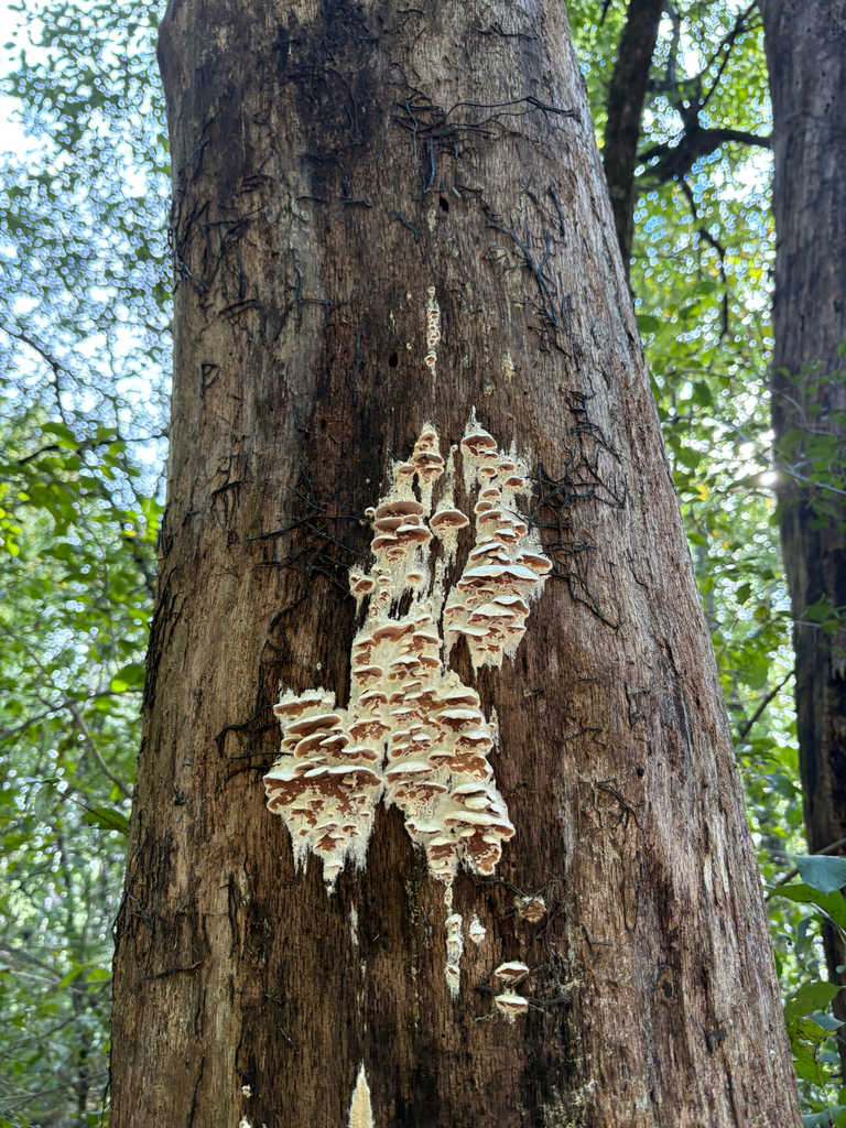 bicoloured bracket · September 2026 · photo: Photo: (c) kedgehog, some rights reserved (CC BY) · iNaturalist