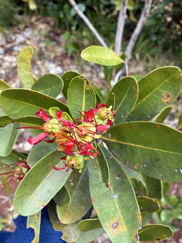 Xanthostemon ruber observed 2026-09-26