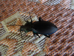 Carabus purpurascens