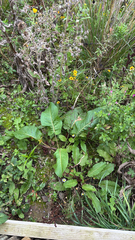 author not stated, no rights reserved Rumex obtusifolius, photograph author not stated, no rights reserved