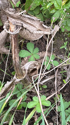 Potentilla reptans, photograph 1