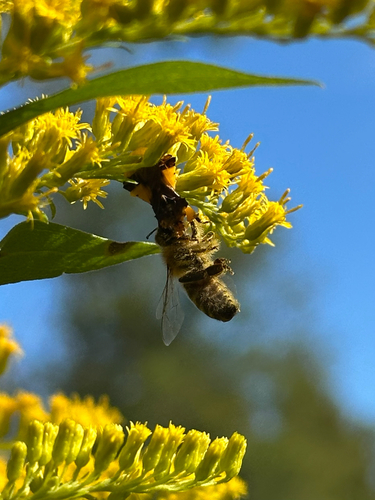 Jagged Ambush Bug
