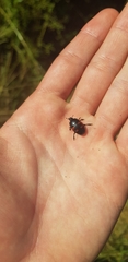 Hister quadrimaculatus
