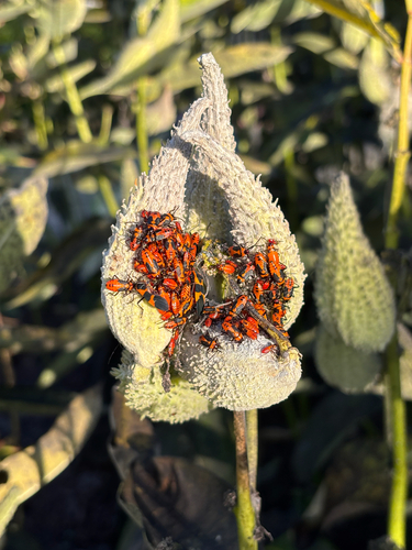Large Milkweed Bug
