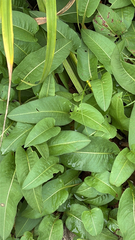 Bistorta officinalis, photograph author not stated, no rights reserved