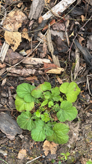 Geum urbanum, photograph author not stated, no rights reserved