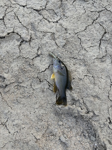 Green Sunfish