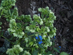 Helleborus: origen y usos — foto 2