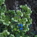 Helleborus: origen y usos — foto 2