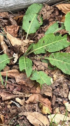 Rumex obtusifolius, photograph 1