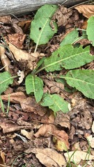 Rumex obtusifolius